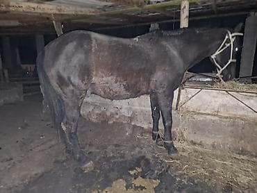 Лошади, кони: Продаю | Конь (самец) | На забой — 2