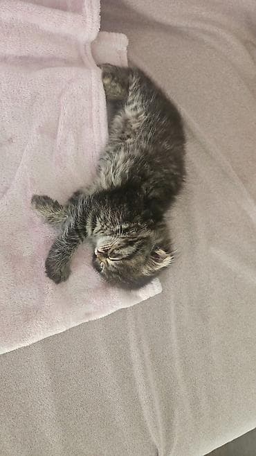 Пушистый котёнок-девочка с эффектной дымчато-тигровой шерстью. Мягкий — 2