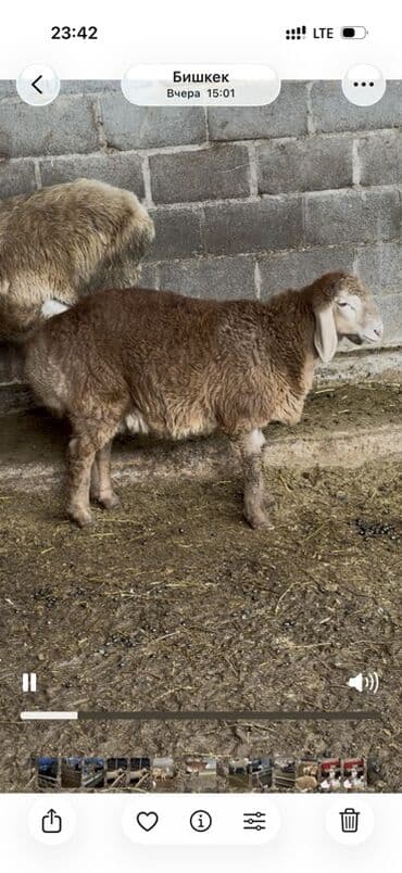 кролики бабочка: Продаю | Овца (самка) | Для разведения — 2