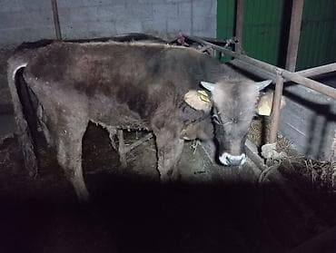 овчарка цена щенка: Продаю | Бык (самец) — 3