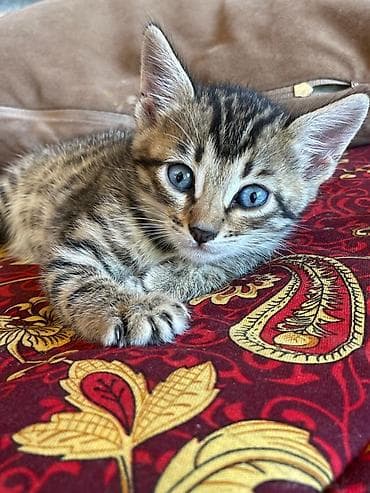 Котята помесь бенгала с домашним котом . Ярким леопардовым — 8