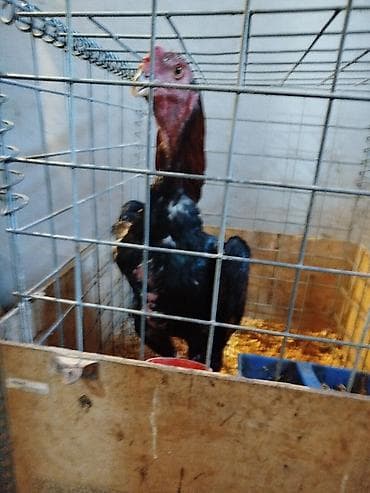 где купить кошку в бишкеке: Дакан Короздор сатылат 4 штук бар активный алмашу жолдору бар адрес — 1