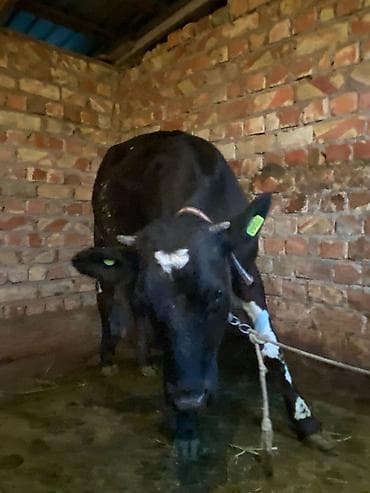 продаю мёд: Продаю | Корова (самка) | Для разведения | Привязанные — 3