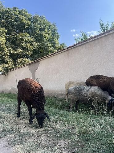 Продаю | Овца (самка), Ягненок, Баран (самец) at lalafo.kg Продаю | Овца (самка), Ягненок, Баран (самец)