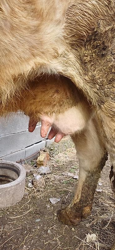 мел для крс: Продаю | Корова (самка) | Алатауская | Для молока | Стельные — 2