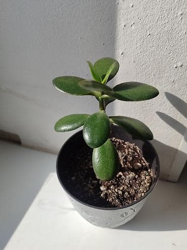 Каланхоэ: Комнатные суккуленты и неприхотливые растения в горшках: 1) Каланхоэ — 4