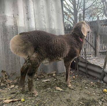 продам бу оборудование для птицефабрики: Продаю | Баран (самец) | Арашан | Для разведения | Племенные — 2