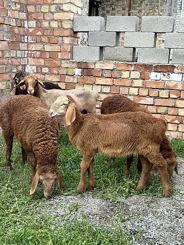 кой сой: Продаю | Ягненок | Полукровка, Арашан | Для разведения | Племенные — 4
