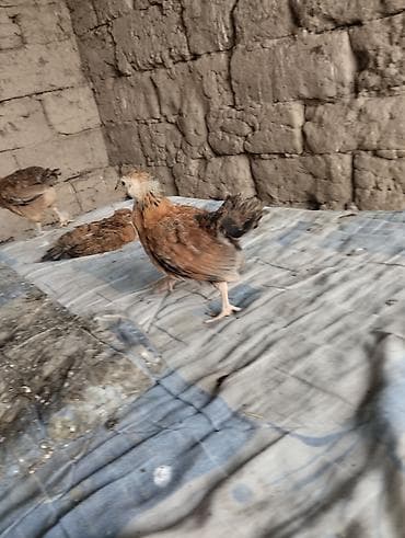 Продаю | Цыплята | Домашняя | На забой