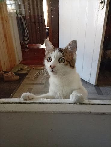 домашний кошка: Домашняя кошка с пушистым хвостом - Окрас: бело-табби (белая грудь и — 5