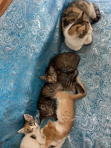 Животные: Кошка даром: Беспородная, 2 месяца, Мальчик, Приучена к лотку — 4