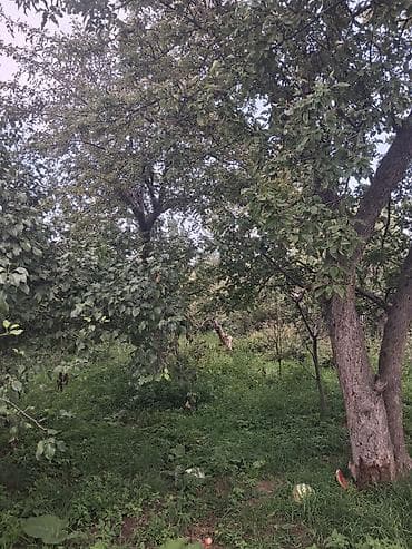 Дома: 2 дома на участке. Есть возможность обмена на другую недвижимость — 2