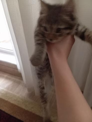 Кошки: Игривая полосатая кошечка (котёнок) - Окрас: тигровый табби — 4