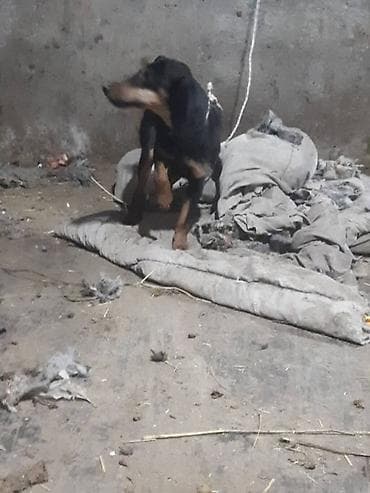 щенки дратхар: Продаю ягтарьер сука — 1