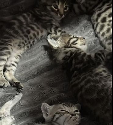 Животные: Бенгальские котята с ярким контрастным окрасом rosetted/spot — 5