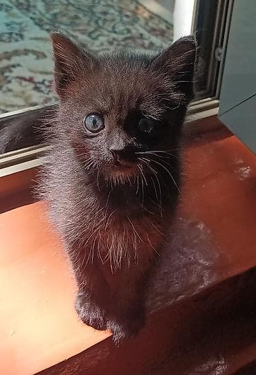 black cat: Кошка даром: Беспородная, 1 месяц, Девочка, Приучена к лотку — 1