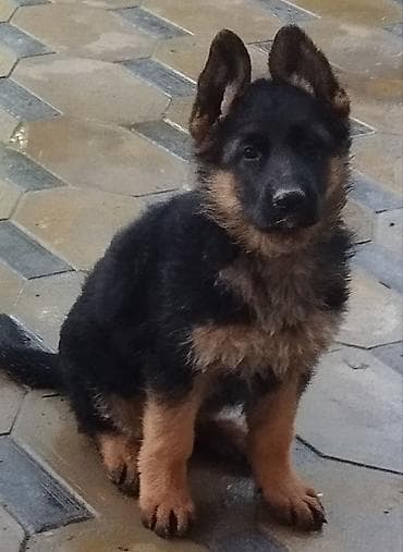 купить фокстерьера: Немецкая овчарка, 1 месяц, Самка, С прививкой, С родословной — 2