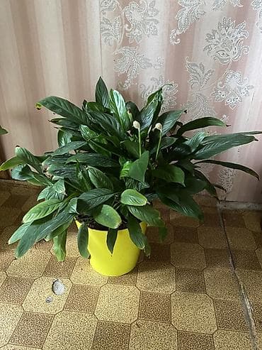Комнатные растения: Комнатные растения в горшках 1) Спатифиллум (женское счастье) - — 1