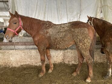 Продаю | Кобыла (самка)