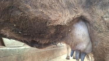 мал сатам: Сатам | Уй (ургаачы), Кунаажын | Швиц | Көбөйтүү үчүн, Сүт алуу үчүн | Асыл тукумдуу, Бооз, Музоологондон кийин — 4