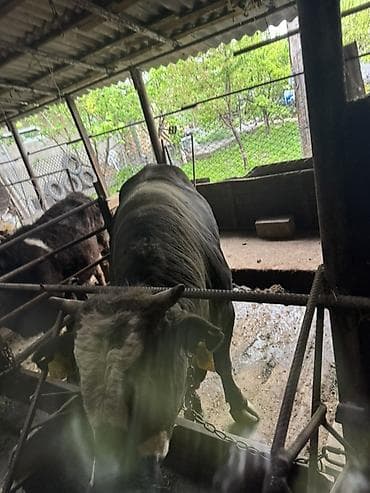 Продаю | Бык (самец) | На откорм | Привязанные