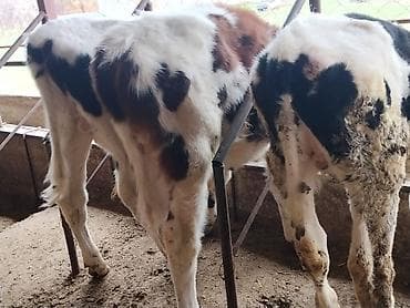 кыргыз довот ит: Сатам | Музоо | Аргын | Бордоп семиртүү үчүн | Байланган — 2