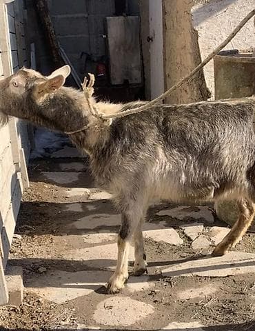 уй животных: Продаю | Коза (самка) | Полукровка | Для разведения — 8