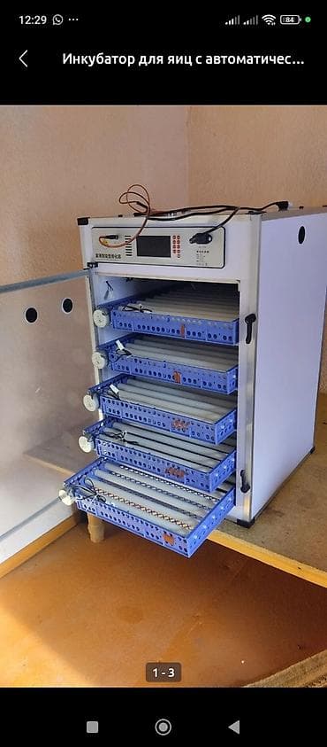 абиссинская кошка бишкек: Инкубаторы китайский сатылат жаңы полный автомат свет очсо 12 вольт — 7
