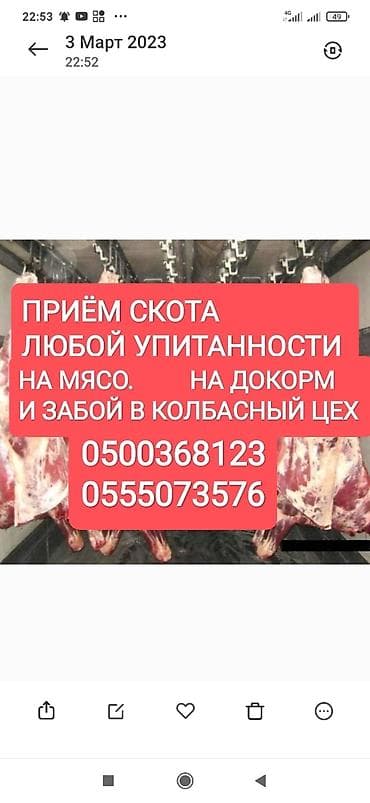 Куплю | Коровы, быки, Лошади, кони | Круглосуточно, Любое состояние, Забитый