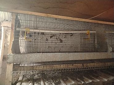 Клеточные батареи для содержания перепелов/кур-несушек - Многоярусная