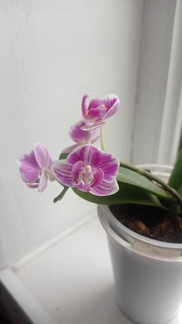 светильник аквариум: Мини-орхидея фаленопсис в прозрачном пластиковом стаканчике. - Тип — 2