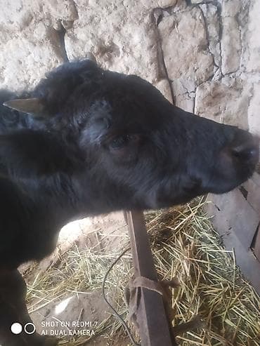 Другие животные: Продаю | Бык (самец) | На откорм | Привязанные — 3