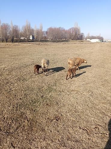 Другие животные: Продаю | Овца (самка), Ягненок — 3