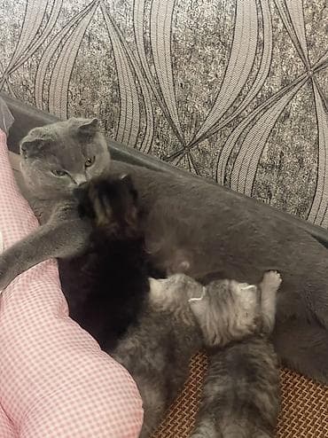 донской сфинкс котята: Скотиш Фолд (Шотландская вислоухая), 1 месяц, Мальчик, Серебристая шиншилла, Приучена к лотку, Проглистована — 6