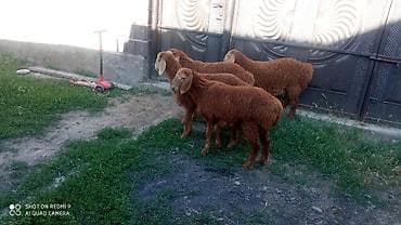 малёк рыбы: Продаю | Ягненок | На забой — 3