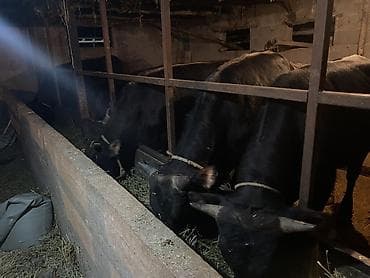 Продаю | Бык (самец) | Полукровка, Алатауская, Швицкая | На откорм | Осеменитель