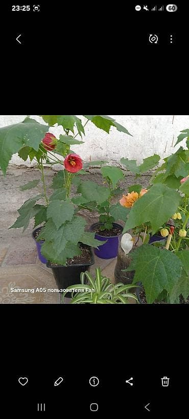 Бөлмө өсүмдүктөрү: Комнатные растения в горшках - Абутилон (комнатный клен) — несколько — 8