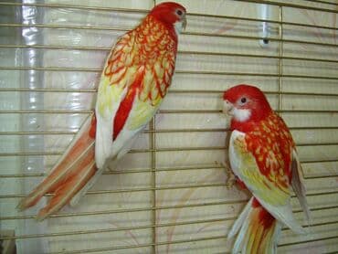 Грызуны: Красные и рубиновые разеллы а так же есть Волнистые, Кореллы, Ожирелые — 6