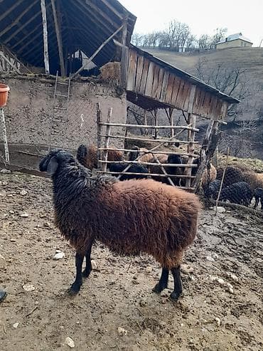 А/ч жаныбарларын сатам: Сатам | Кочкор (эркек) | Көбөйтүү үчүн | Асыл тукумдуу — 1