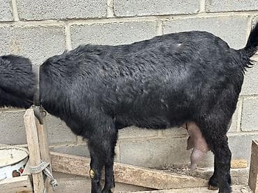 куры адлерская: Продаю | Коза (самка) | Битал | Для разведения, Для молока — 2