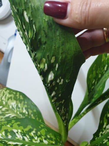 ленинградское: Диффенбахия Шкура Дракона ( новинка ). домашнее растение. в — 2