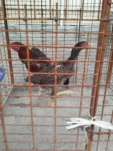 драбилка кду 2: Дакан мекиштер сатылат активный алмашу жолдору бар адрес Заря Тынчтык — 3