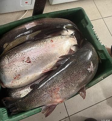 рыби: Радужная форель, размеры от 500 грамм до 2,5 кг высшего качества без — 5