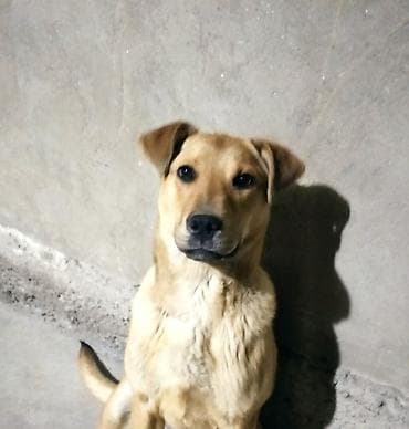 sobaka dog: Отдам собаку даром, годик, нету времени следить и дрессировать — 1
