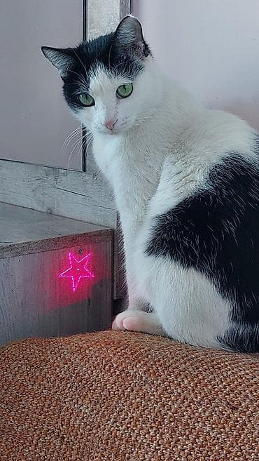 Вязка кошек: 1 год, Девочка, Кастрирована — 1