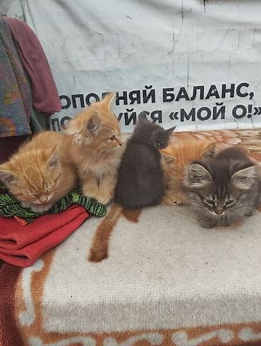 Котята, помёт из 5 малышей. Описание: - Пушистые малыши разных