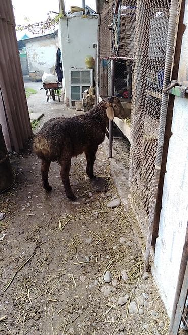 Продаю | Баран (самец) | Для разведения