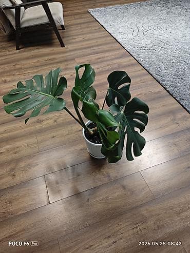 комнатная: Монстера делициоза (Monstera deliciosa) - Высота растения примерно — 3