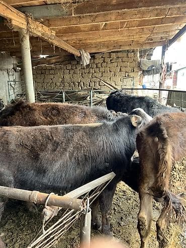 бычки бычок: Продаю | Бык (самец) | Привязанные — 1