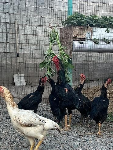 С/х животные и товары: Продаю | Куры, Цыплята | Полубрама, Арбор айкрес, Бойцовая | Для разведения, Для боев — 7